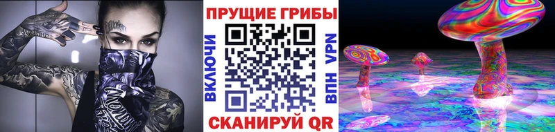 где можно купить   Унеча  Галлюциногенные грибы Psilocybe 